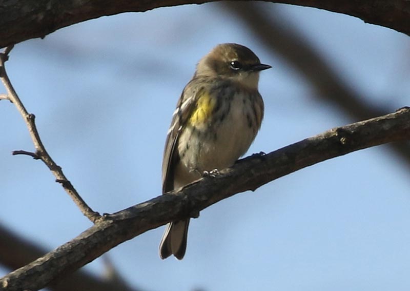 Mystery bird to be identified