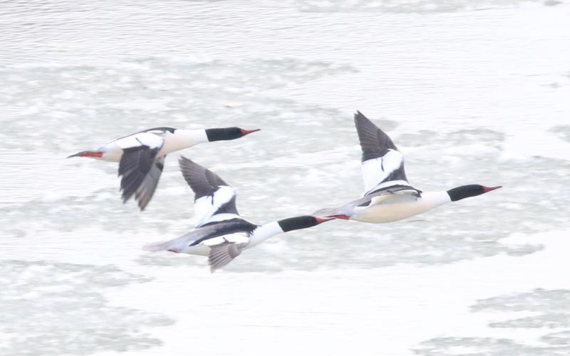 Mystery birds to be identified