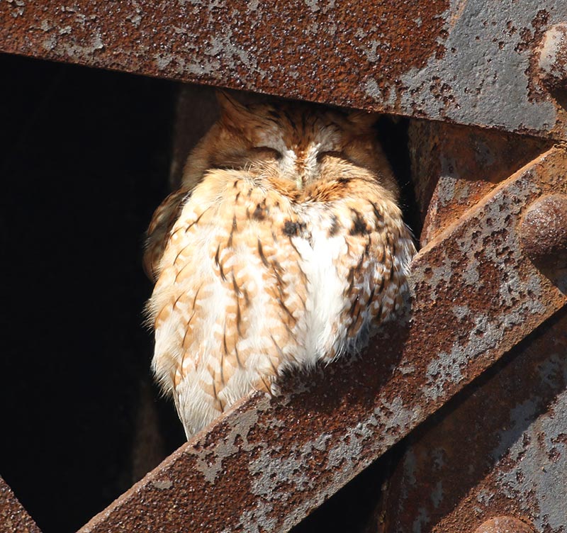 Mystery bird to be identified