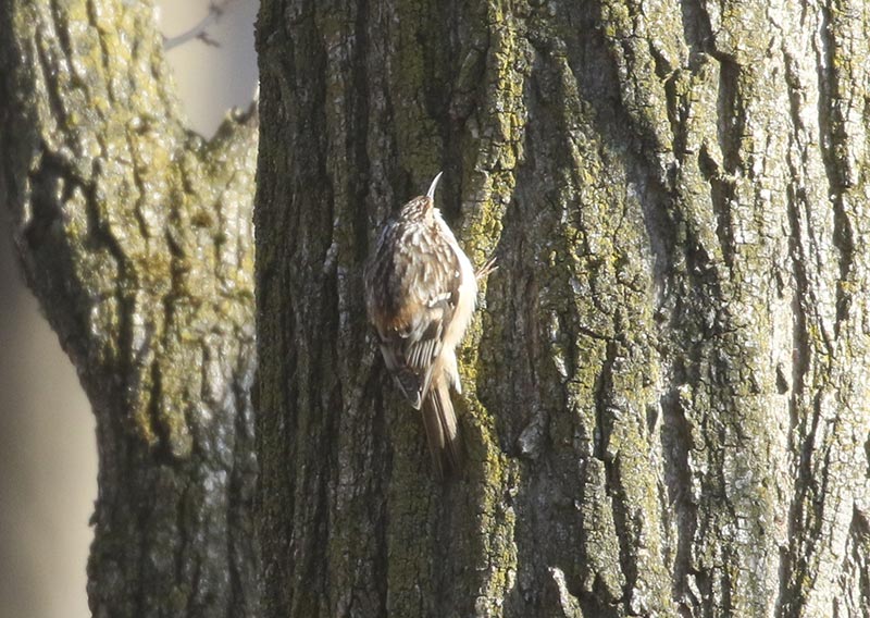 Mystery bird to be identified