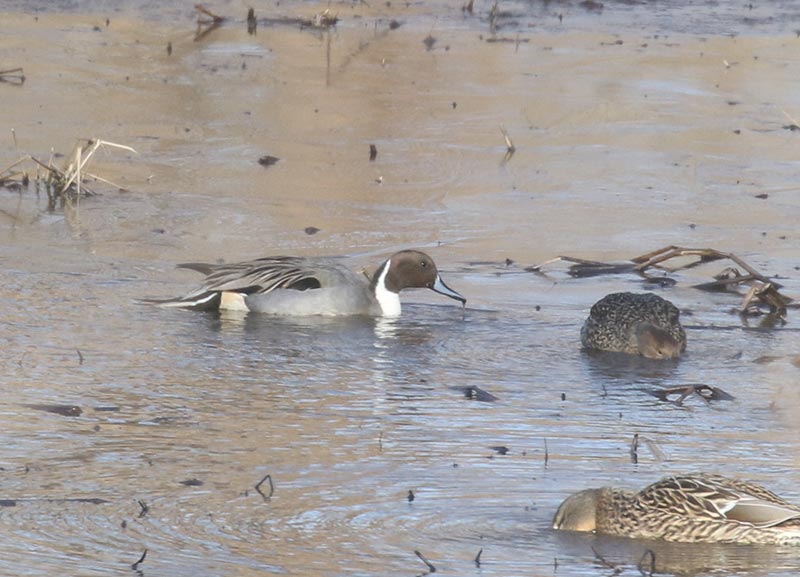 Mystery bird to be identified