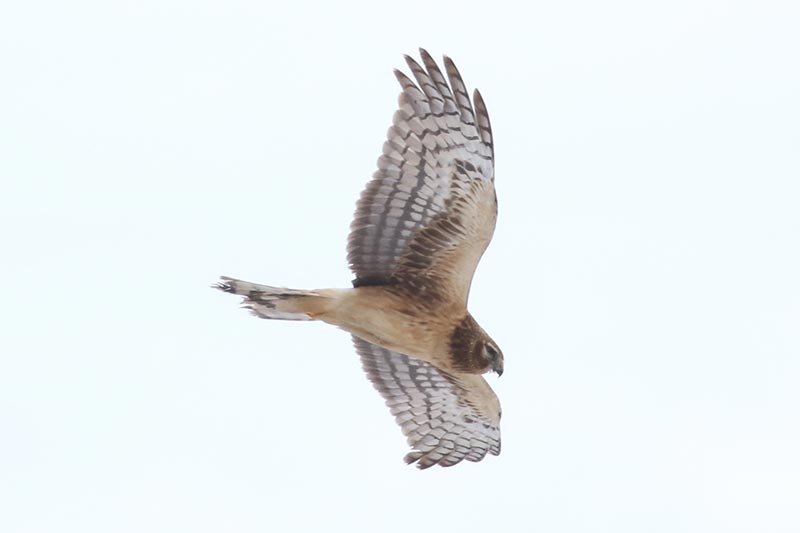 Mystery bird to be identified
