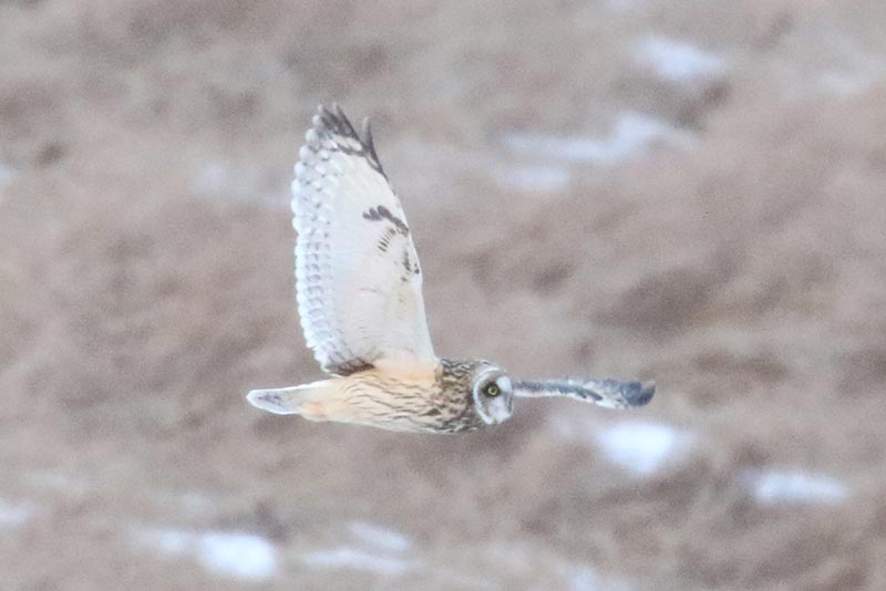 Mystery bird to be identified