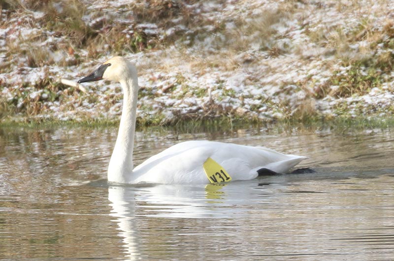 Mystery bird to be identified