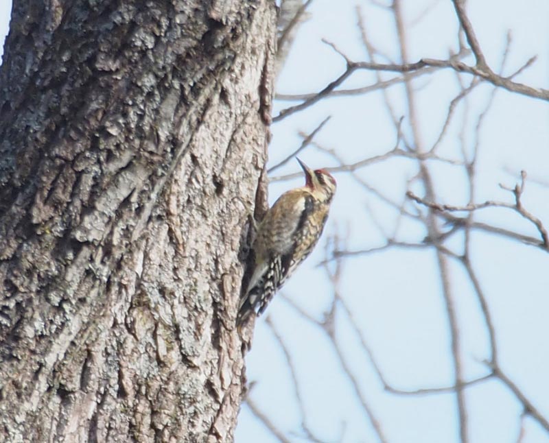 Mystery bird to be identified