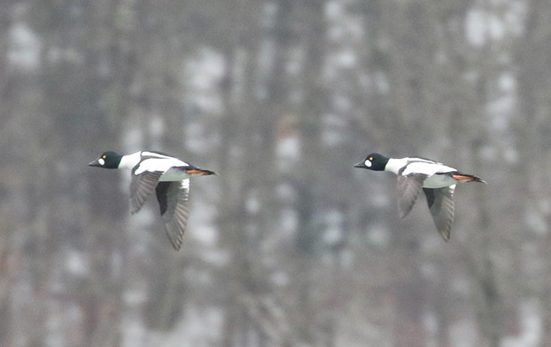 Mystery birds to be identified