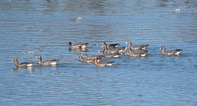 Mystery birds to be identified