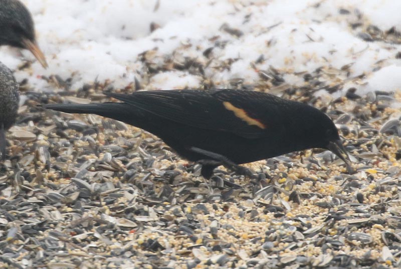 Mystery bird to be identified