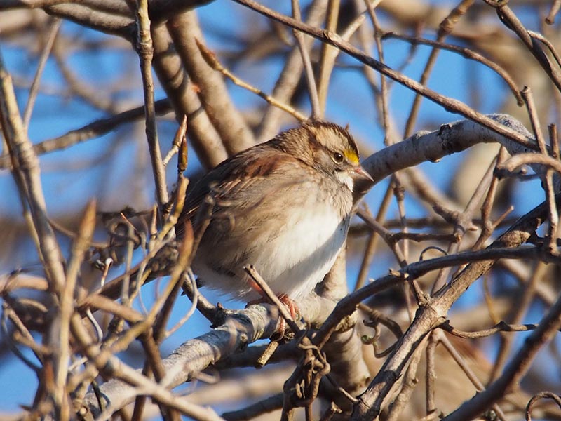 Mystery bird to be identified