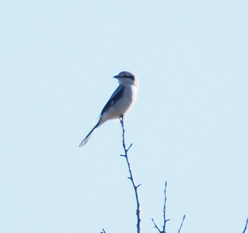 Mystery bird to be identified