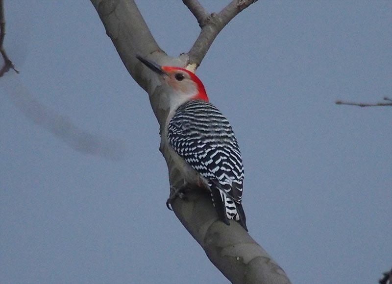 Mystery bird to be identified