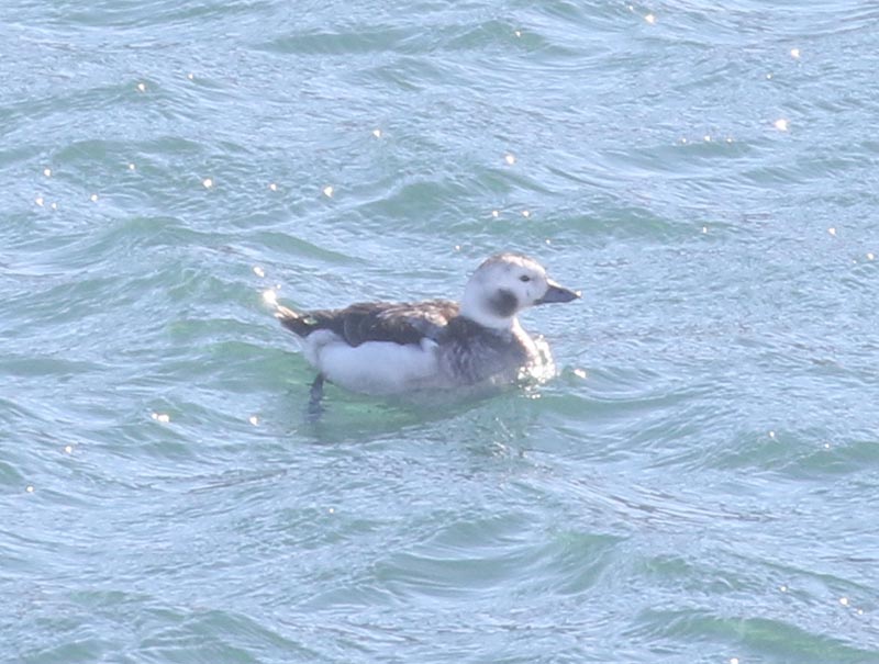 Mystery bird to be identified