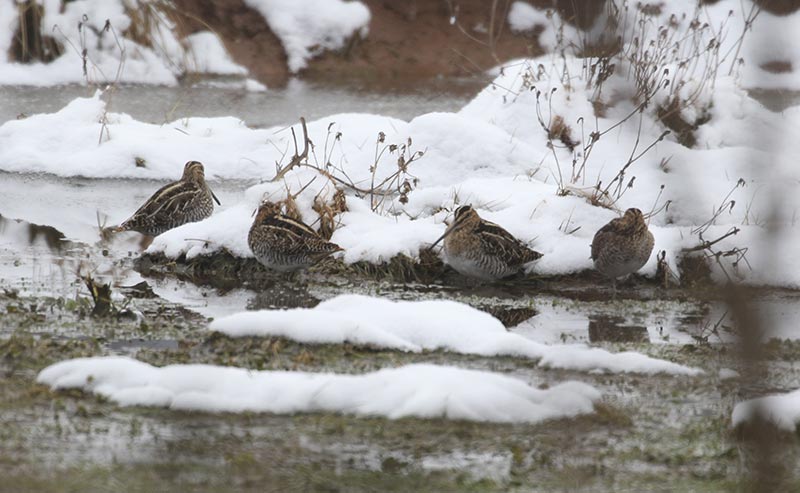 Mystery birds to be identified