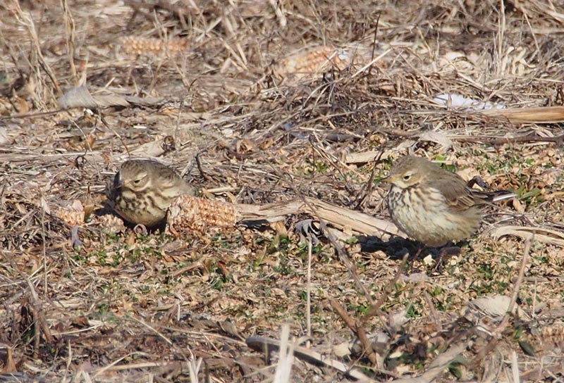 Mystery birds to be identified