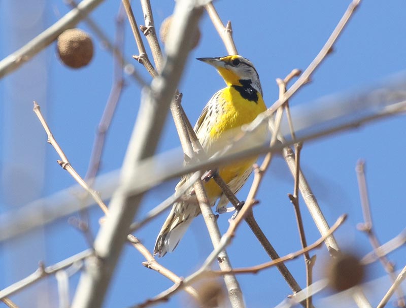 Mystery bird to be identified