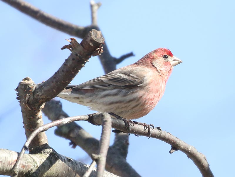 Mystery bird to be identified