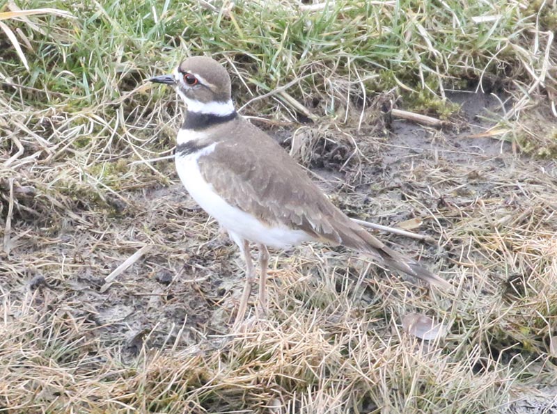 Mystery bird to be identified