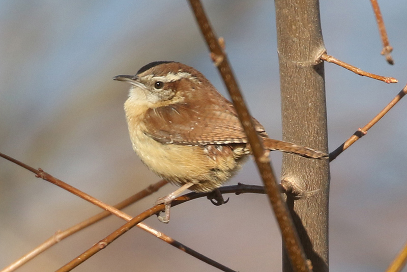 Mystery bird to be identified