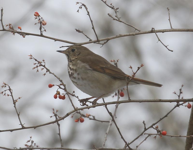 Mystery bird to be identified