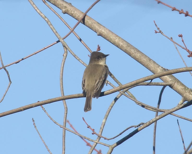 Mystery bird to be identified