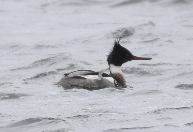 Mystery bird to be identified