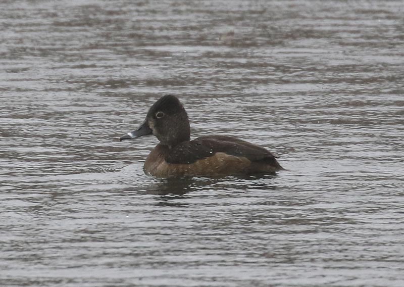 Mystery bird to be identified