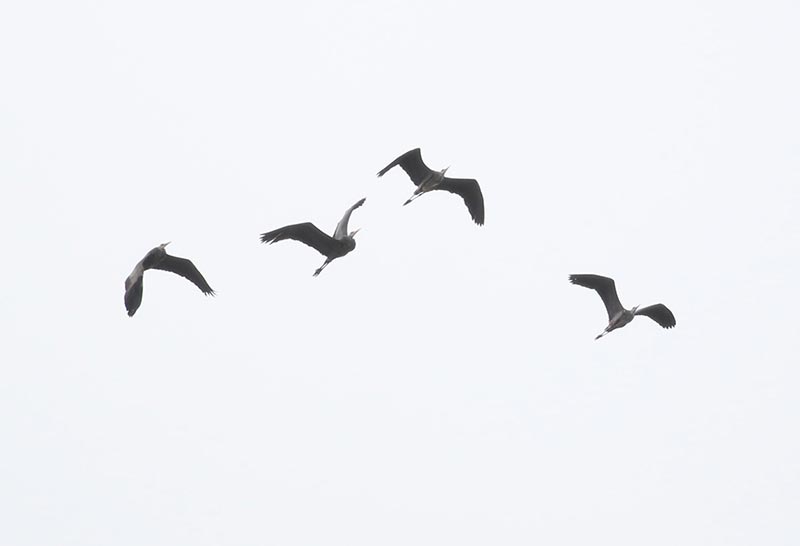 Mystery birds to be identified