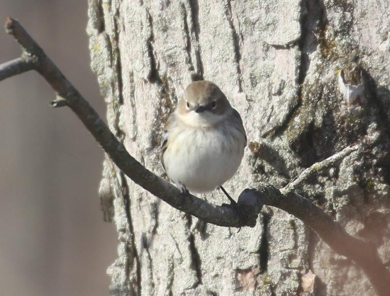 Mystery bird to be identified