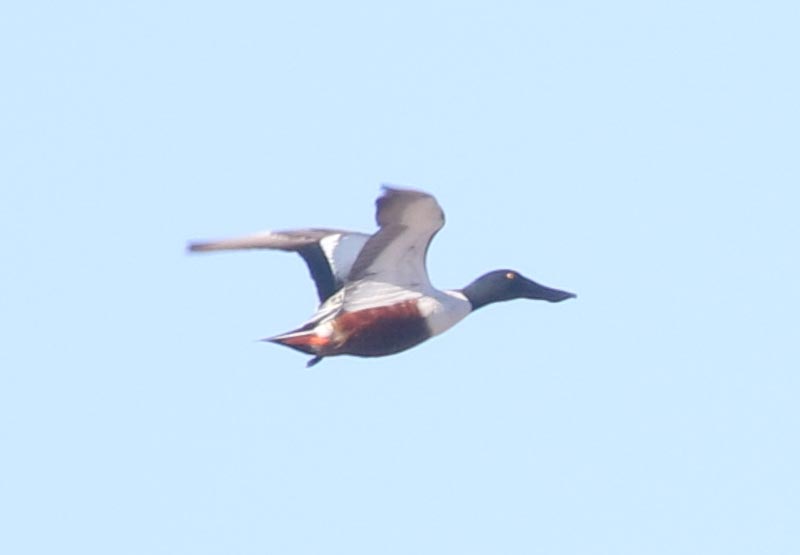 Mystery bird to be identified