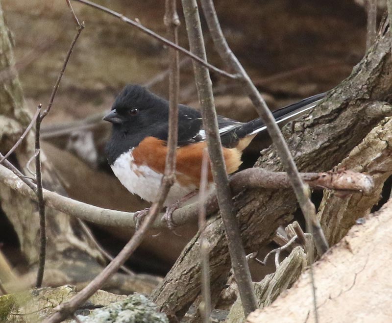 Mystery bird to be identified