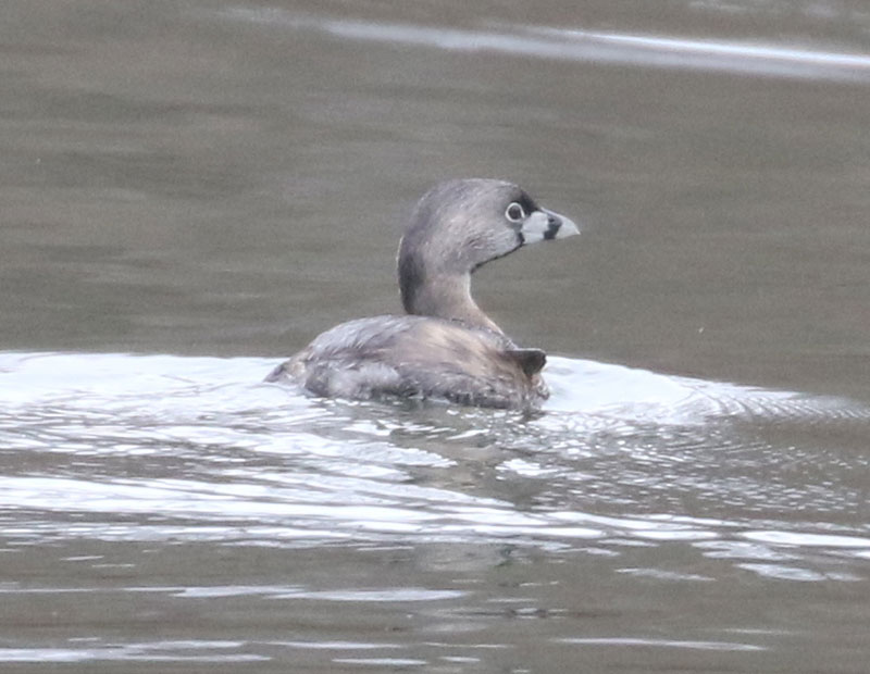 Mystery bird to be identified