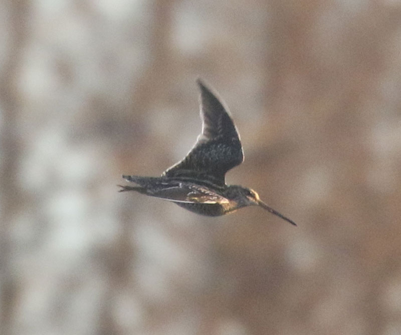 Mystery bird to be identified