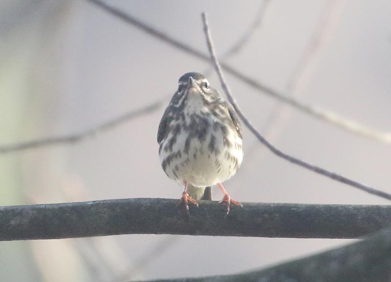 Mystery bird to be identified