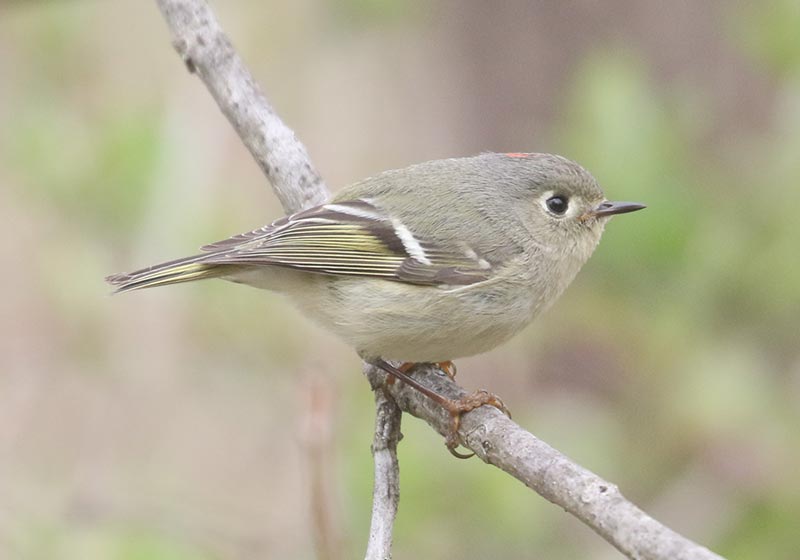 Mystery bird to be identified