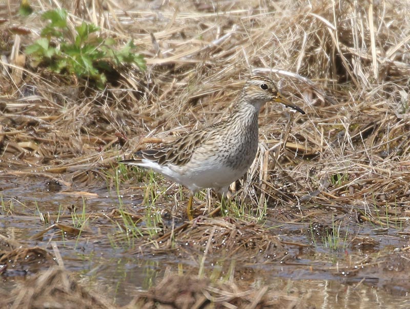 Mystery bird to be identified