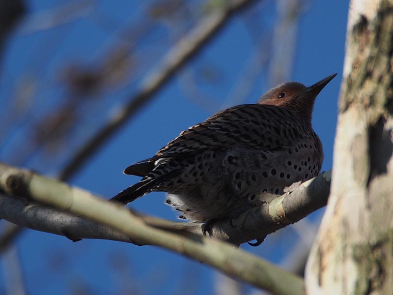 Mystery bird to be identified