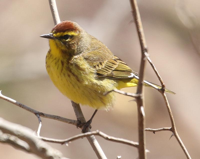Mystery bird to be identified