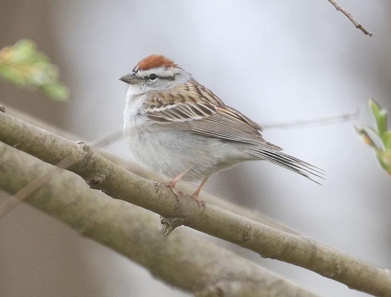 Mystery bird to be identified