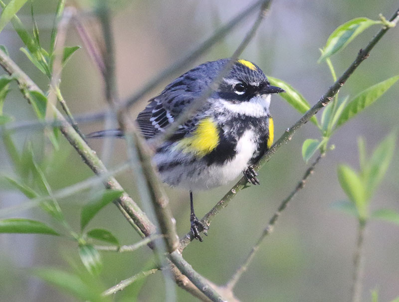 Mystery bird to be identified