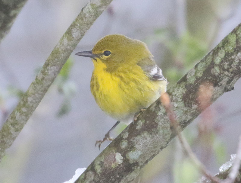 Mystery bird to be identified
