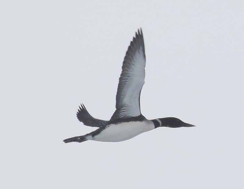 Mystery bird to be identified