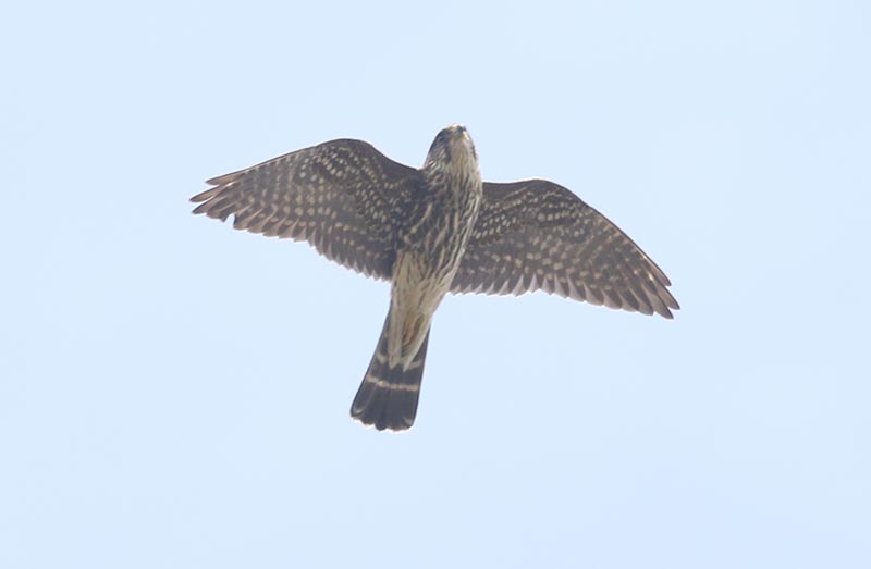 Mystery bird to be identified