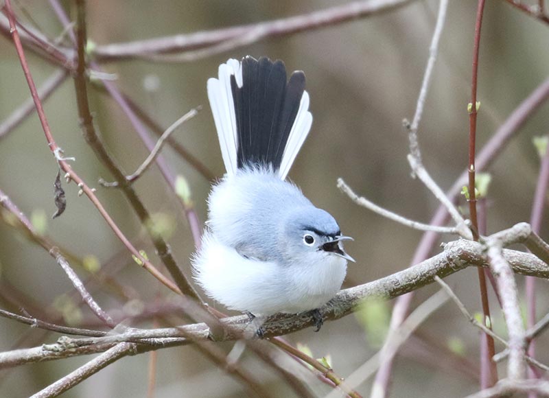 Mystery bird to be identified