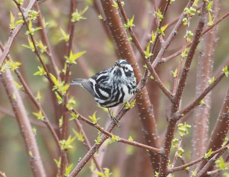 Mystery bird to be identified