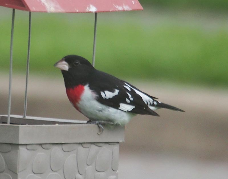Mystery bird to be identified