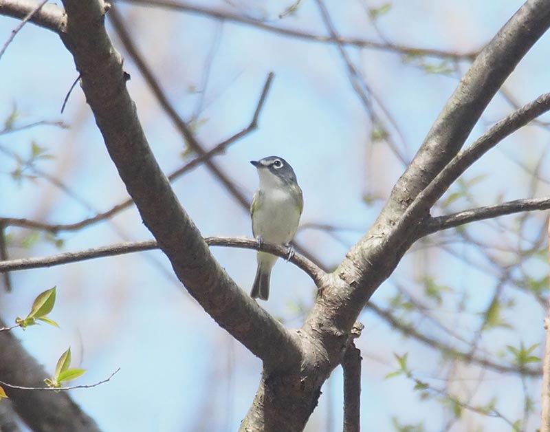 Mystery bird to be identified