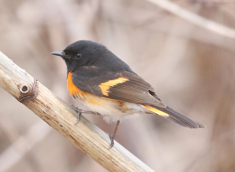 Mystery bird to be identified