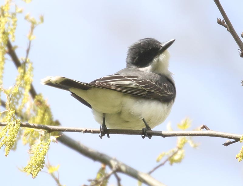 Mystery bird to be identified