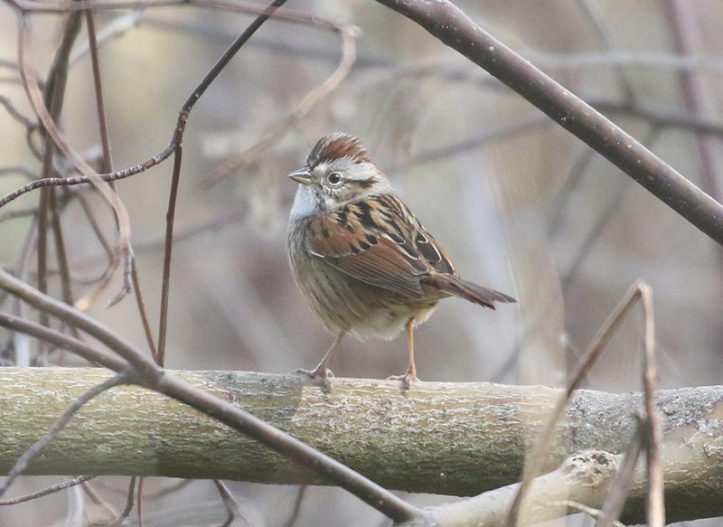 Mystery bird to be identified