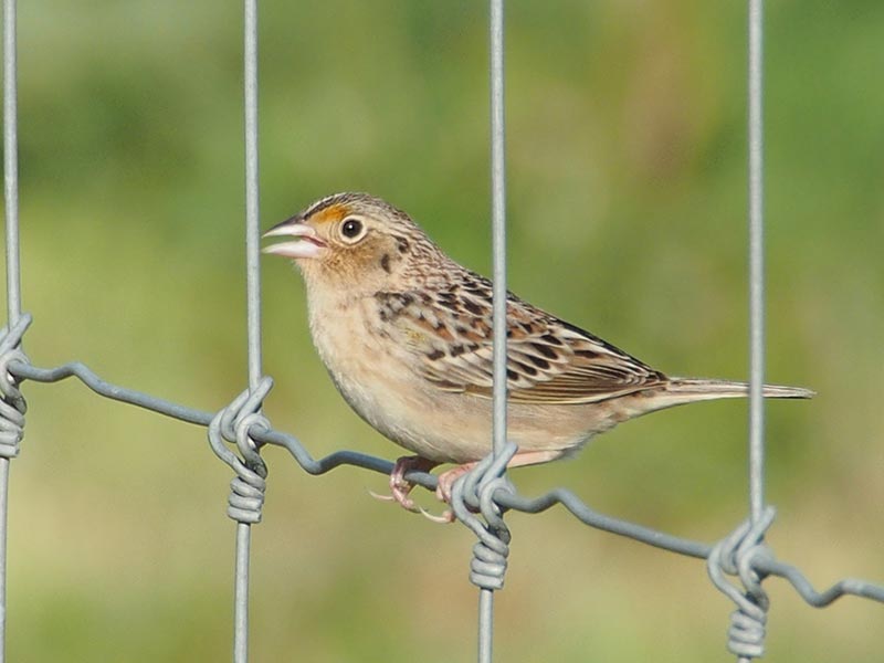 Mystery bird to be identified